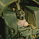 Illustration for article titled The First Animals In Space
